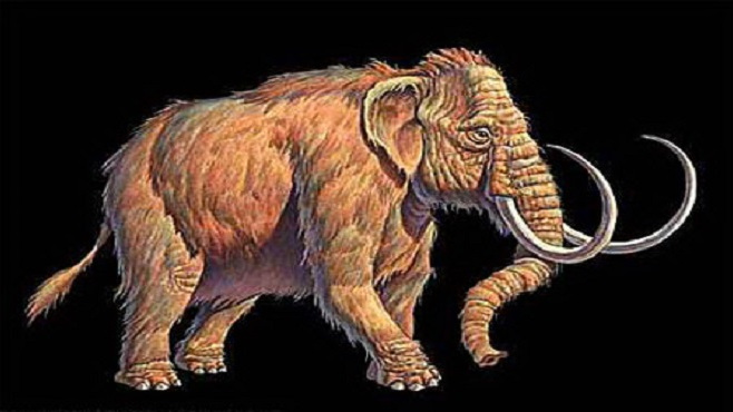Mammoth_Baiduwiki