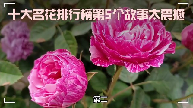 美術品・アンティーク・コレクション 中国牡丹 富貴凌香