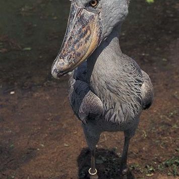 ハシビロコウ_百度百科