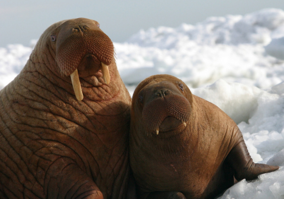 Walrus_Baiduwiki