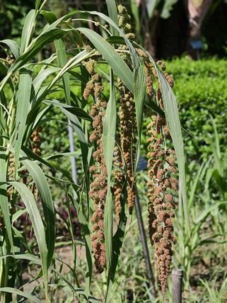 Foxtail Millet_Baiduwiki