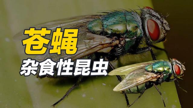 ハエ_百度百科