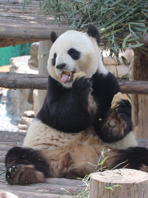 Giant Panda Jingjing_Baiduwiki