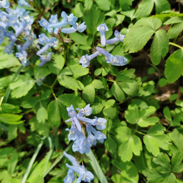 Corydalis yanhusuoa plant in the genus Corydalis of the family  Papaveraceae_Baiduwiki
