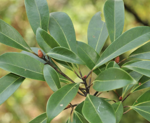 Machilus nanmu（A plant species in the genus Machilus of the family ...