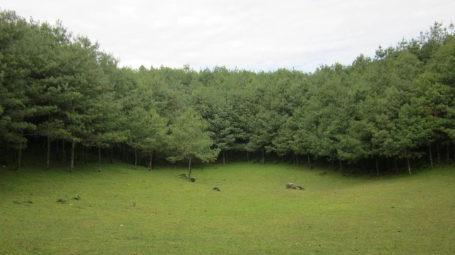 Shanzhou Forest Scenic Area_Baiduwiki
