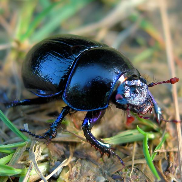 Dung beetlean animal of the family Scarabaeidae in the order  Coleoptera_Baiduwiki