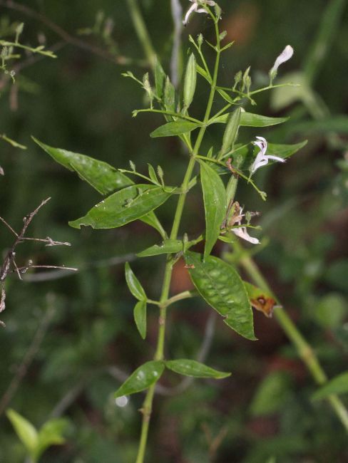 Andrographis paniculata（A plant of the genus Andrographis in the family ...