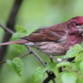 Purple Finch_百度百科