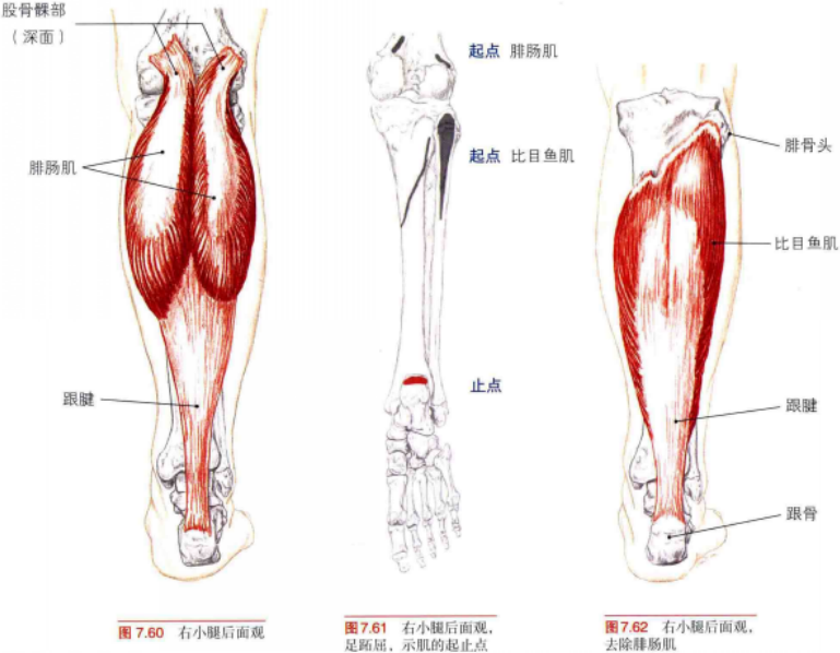アキレス腱_百度百科