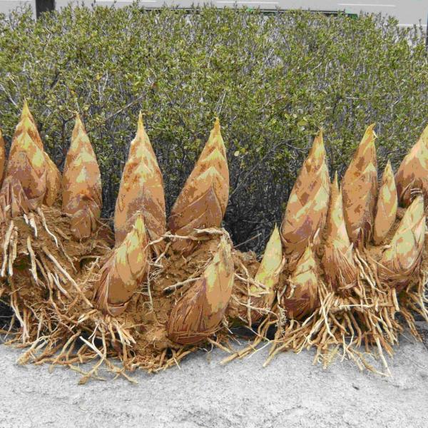 竹の地下茎_百度百科