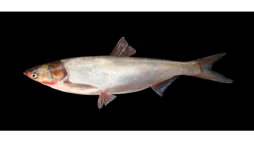 Silver carp_Baiduwiki