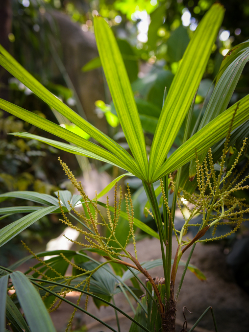 Rhapis excelsa（A plant species of the genus Rhapis in the family ...