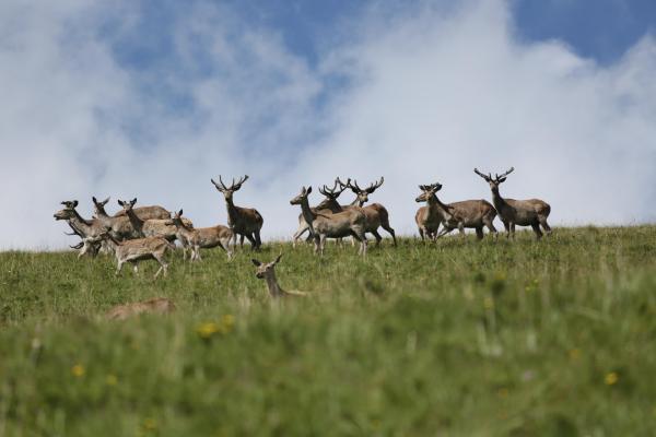 祁連山国立公園_百度百科
