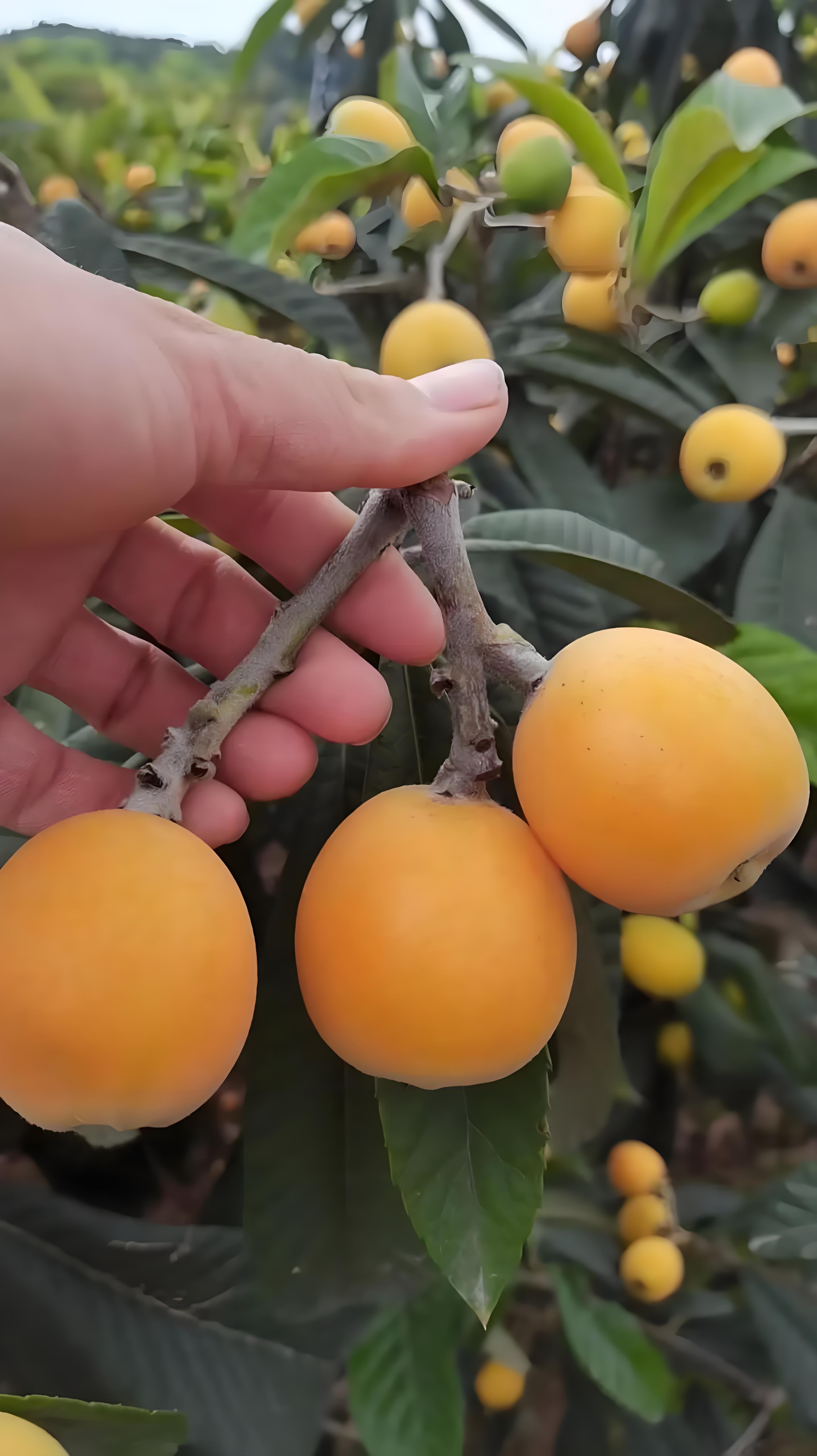 Loquat（A plant in the order Rosales and family Rosaceae.）_Baiduwiki