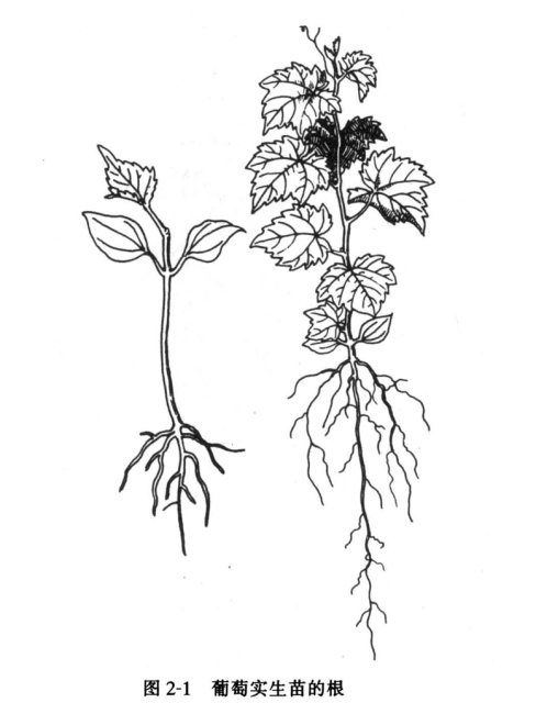 Grape（A plant of the genus Vitis in the family Vitaceae.）_Baiduwiki