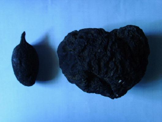 Wuling Fungus Powder_Baiduwiki