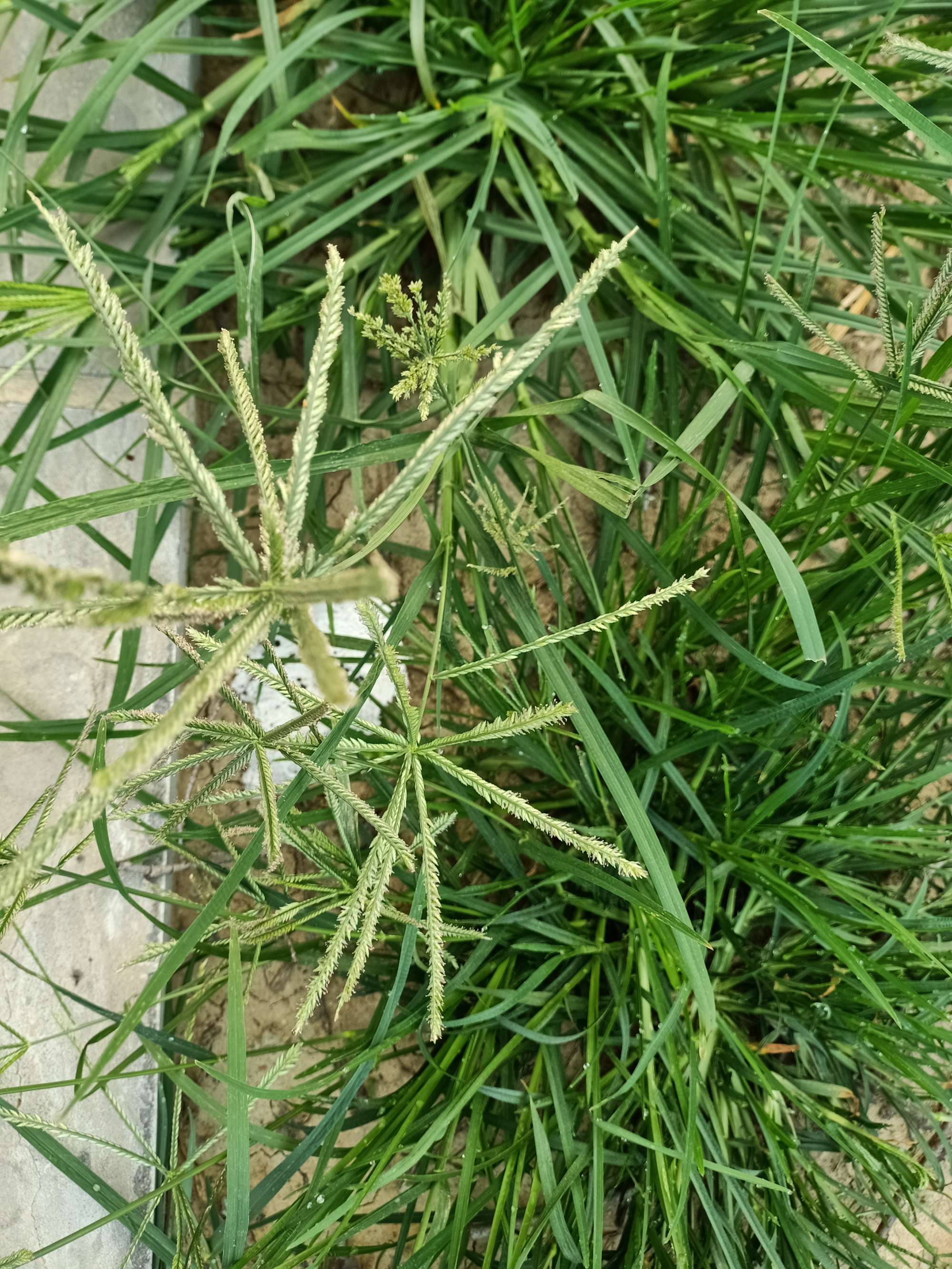 Goosegrass（A plant of the genus Eleusine in the family Poaceae.）_Baiduwiki