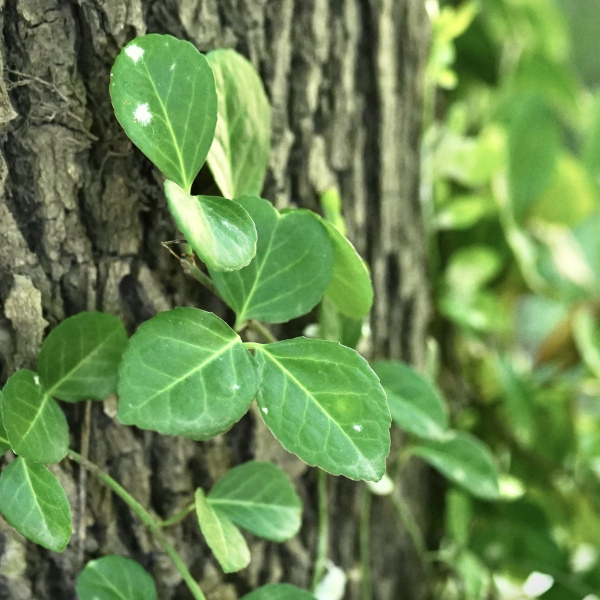 ツルウメモドキ（ニシキギ科ニシキギ属の植物）_百度百科