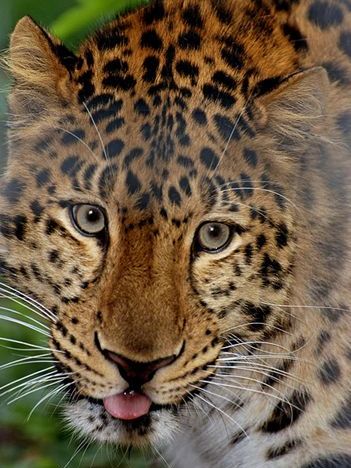 Amur Leopard_Baiduwiki