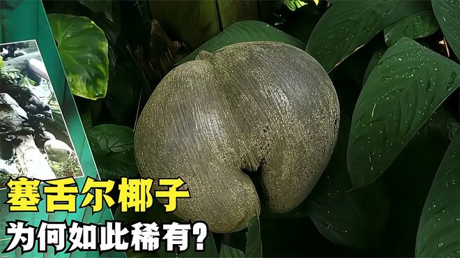 希少 オオミヤシ（ココドメール）種 希少 オオミヤシ（ココドメール