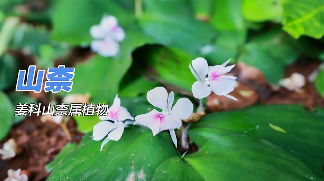 Kaempferia galangaA perennial herbaceous plant in the genus Kaempferia of  the family Zingiberaceae._Baiduwiki