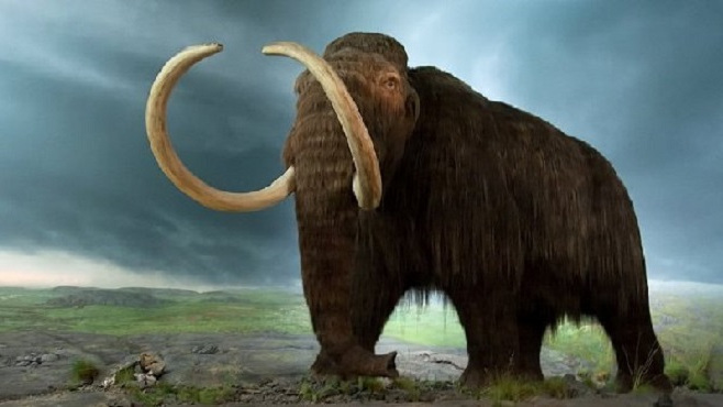 Mammoth_Baiduwiki