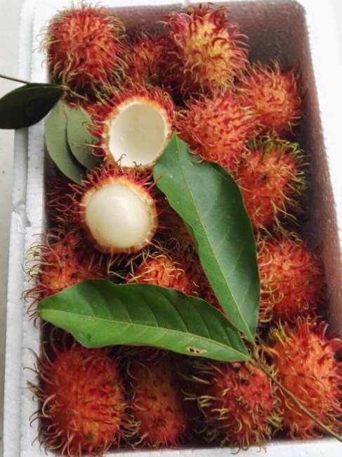 Rambutan（A plant in the family Sapindaceae and the genus Nephelium ...