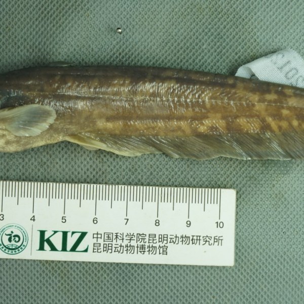 ナマズ（ナマズ科ナマズ属の魚類）_百度百科