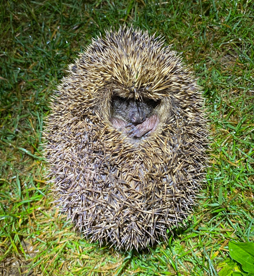 ハリネズミ　12/8まで ハリネズミ（ハリネズミ目ハリネズミ科ハリネズミ亜科ハリネズミ属の