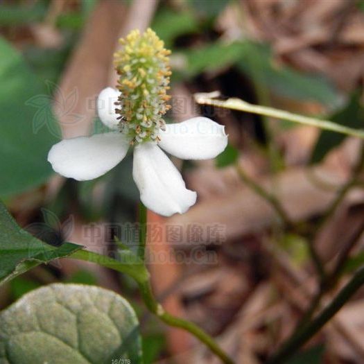 ドクダミ（ドクダミ科ドクダミ属の植物）_百度百科