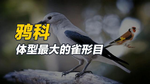 カラス科_百度百科