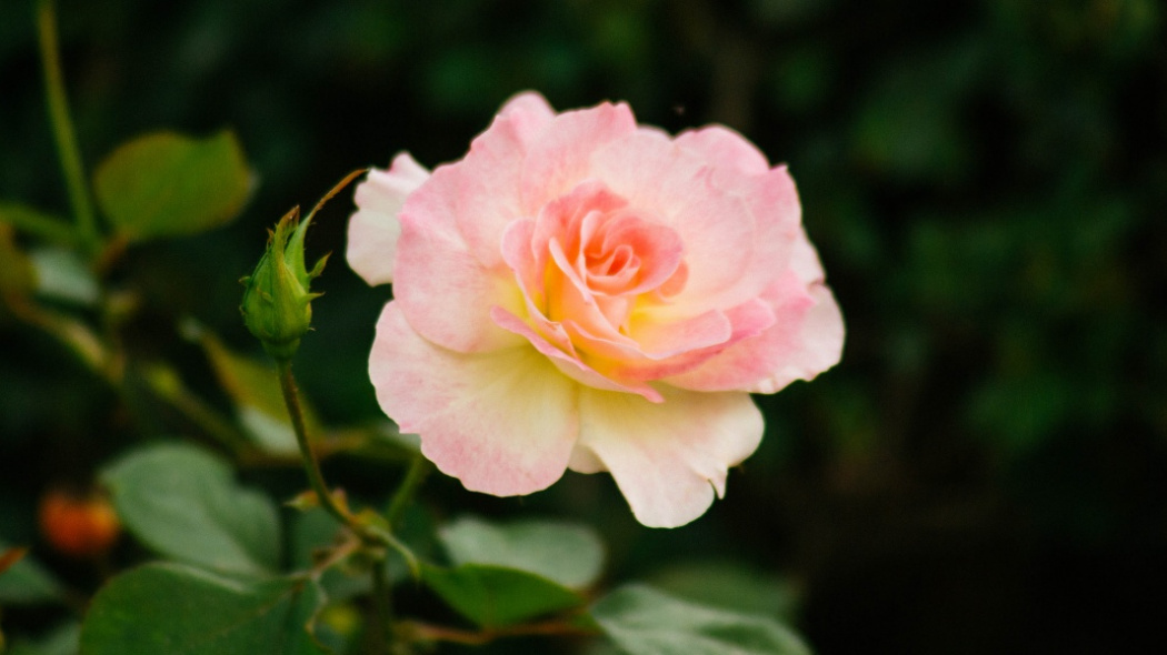 Chinese Rose_Baiduwiki