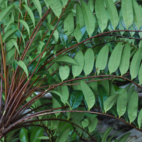 kanna plants KANNA --Sceletium tortuosum--