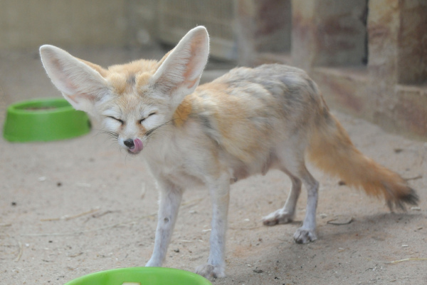 Fennec Fox_Baiduwiki