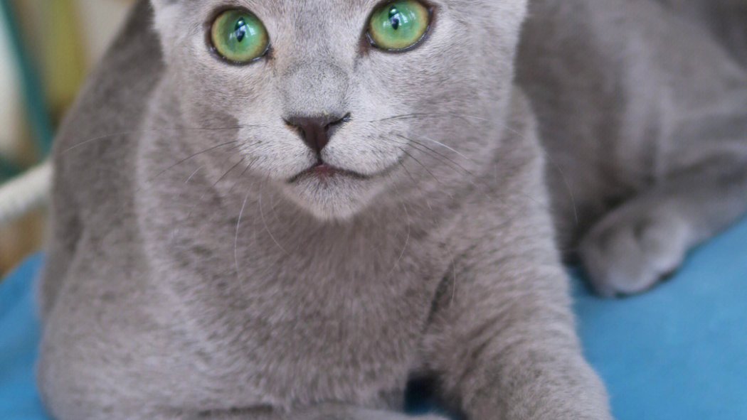 ロシアンブルー_百度百科