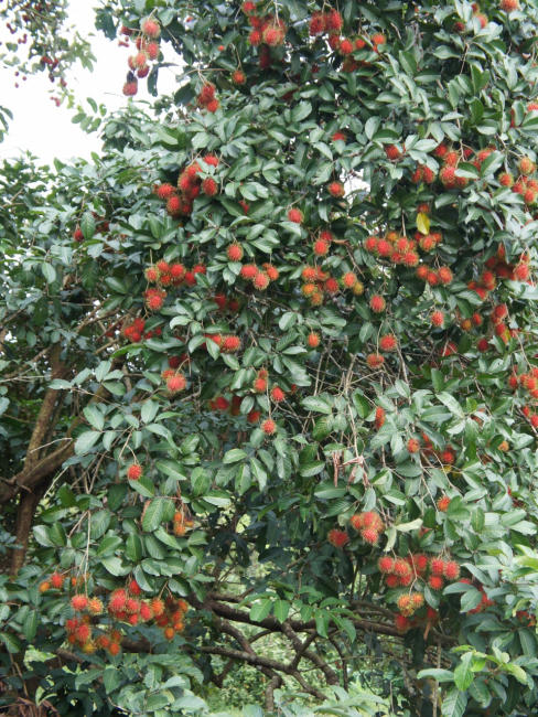 Rambutan（A plant in the family Sapindaceae and the genus Nephelium ...
