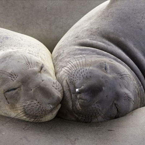 Southern elephant-seal（食肉目アザラシ科ゾウアザラシ属の動物）_