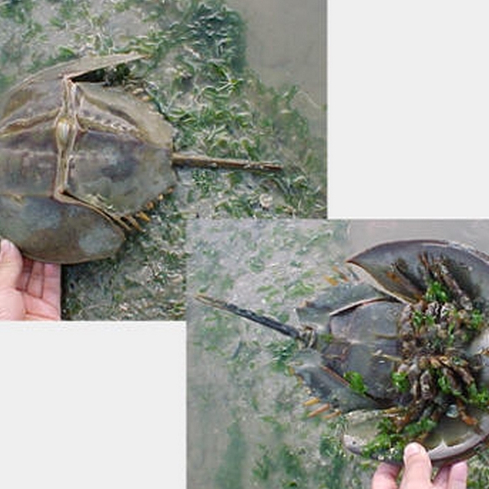 中国カブトガニ_百度百科
