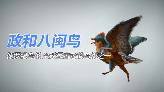 Baminornis zhenghensis（ジュラ紀鳥類、世界最古の鳥類）_百度百科