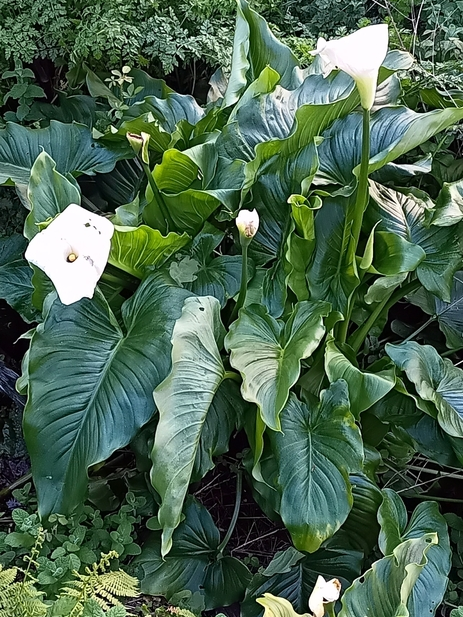 【希少】ヴィンテージ　1948 Calla Lily Leaf トレイ What's up with this calla lily leaf? : r/botany