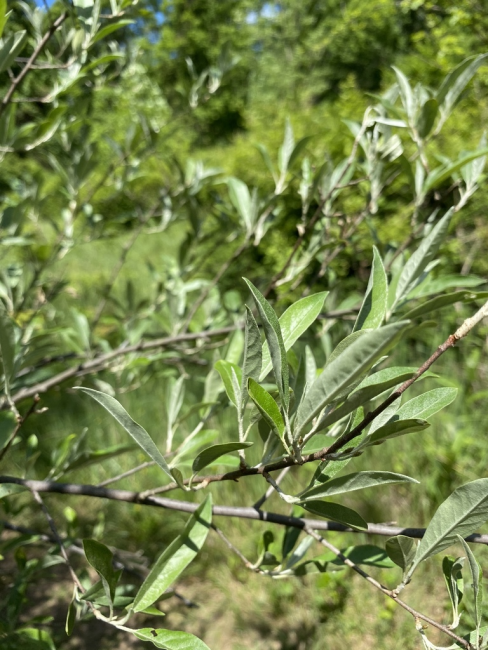 ナワシログミ（グミ科グミ属の植物）_百度百科