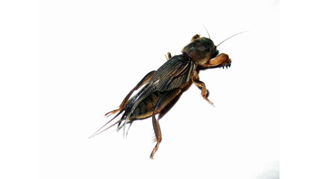 Insect_Baiduwiki