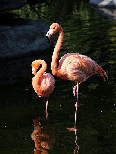 Flamingos_Baiduwiki