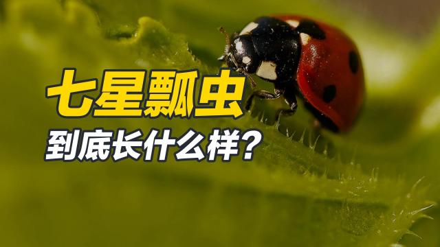 ナナホシテントウ_百度百科