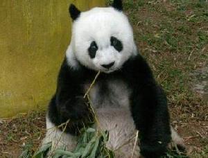 パンパン_百度百科