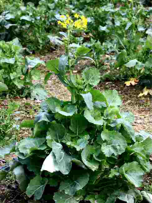 Rapeseed（A plant in the genus Brassica of the family Brassicaceae ...