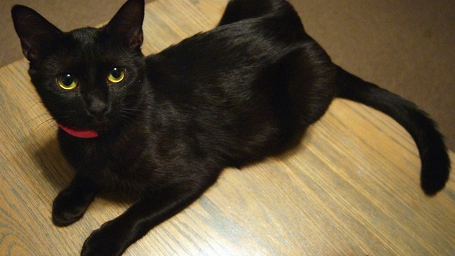 黒猫（ネコ科ネコ属の動物）_百度百科