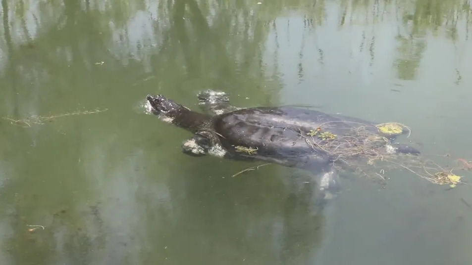 Yangtze Giant Softshell Turtle_Baiduwiki