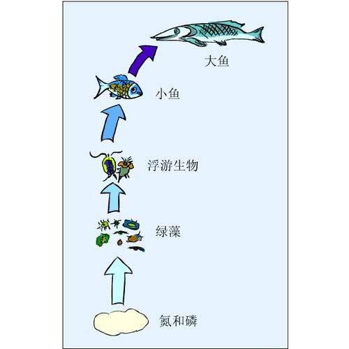 食物連鎖_百度百科
